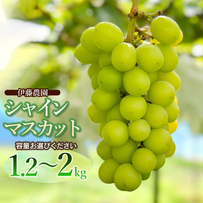 【ふるさと納税】【令和7年産先行予約】シャインマスカット　容量お選びください［約1.2kg（2房入）・約2kg（3～4房入）］