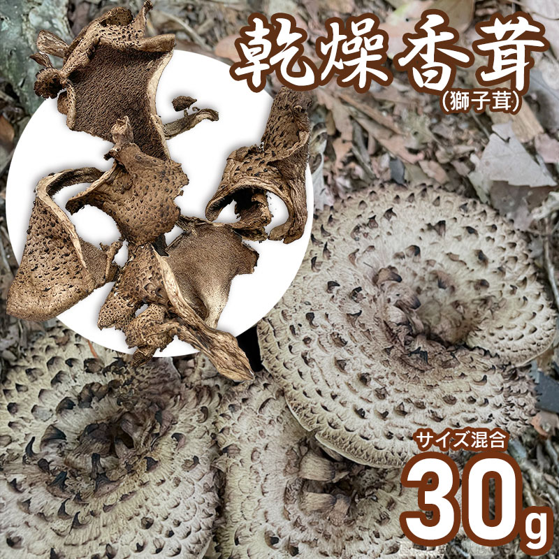 【ふるさと納税】乾燥香茸（獅子茸） 30g　サイズ混合　天日干し　山形県鶴岡市産　【発送時期：4月1日～7月15日頃】 きのこ わかば屋