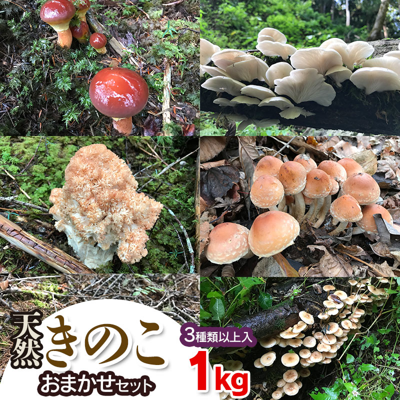 【ふるさと納税】【令和8年産先行予約】天然きのこ おまかせセット(3種類以上)1kg【発送時期:8月1日~11月30日頃】 きのこ わかば屋 2026年