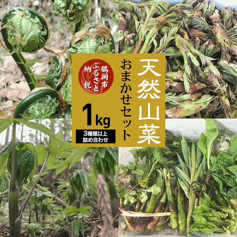 【ふるさと納税】【令和7年産先行予約】天然山菜おまかせセット1kg（3種類以上） わかば屋 | 山形県 鶴岡市 山形 鶴岡 楽天ふるさと 納税 支援 東北 返礼品 山菜 野菜 やさい お取り寄せ ご当地 特産品 食品 食べ物 食料品 取り寄せ さんさい 山の幸 天然山菜　2025年