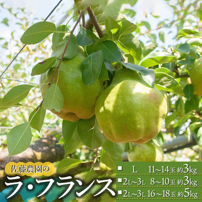 【ふるさと納税】【令和7年産先行予約】ラ・フランス 選べる容量［L 約3kg（11～14玉）］［2L～3L 約3kg（8～10玉）］［2L～3L 約5kg（16～18玉）］　佐藤農園
