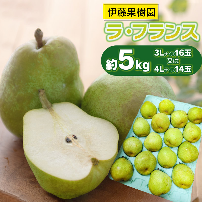 【ふるさと納税】【令和7年産先行予約】ラ・フランス 約5kg(3Lサイズ16玉 又は 4Lサイズ14玉)　伊藤果樹園　洋梨 果物 フルーツ