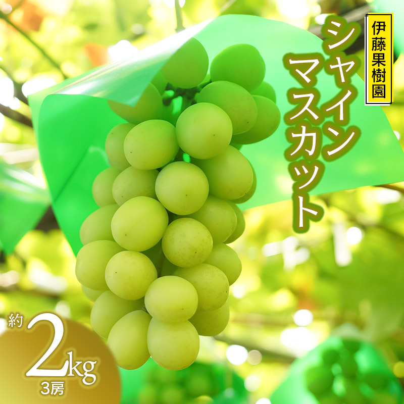 【ふるさと納税】【令和8年産先行予約】鶴岡市産ぶどう シャインマスカット 約2kg (3房)　伊藤果樹園　葡萄