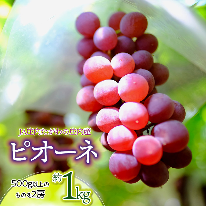 【ふるさと納税】【令和8年産先行予約】JA庄内たがわの庄内産ぶどう ピオーネ 約1kg 大粒・種なし葡萄　K-830