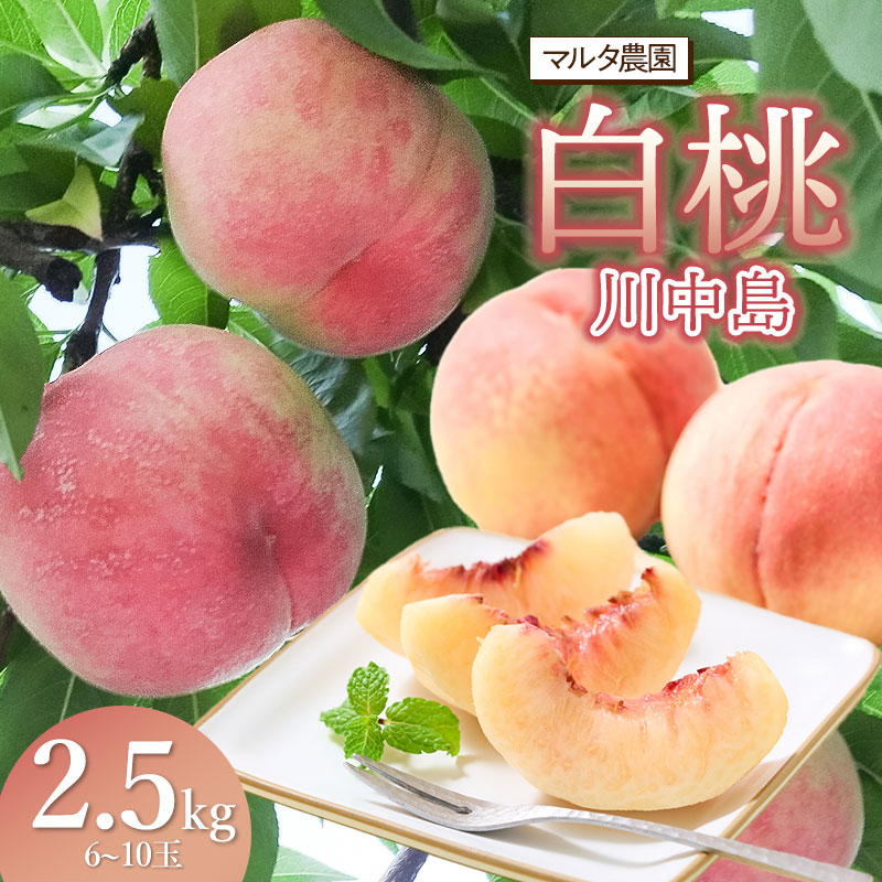 【ふるさと納税】【令和7年産先行予約】 川中島 白桃 2.5kg（6～10玉）　マルタ農園