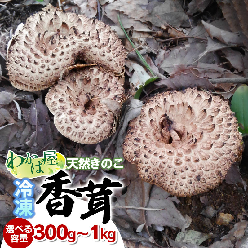 コウダケ　香茸　岩手産 コウダケ 香茸 岩手産 コウダケ 香茸 岩手産