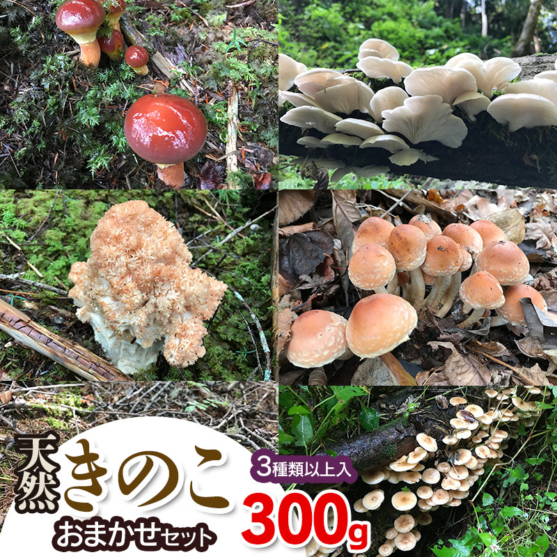 楽天市場】【ふるさと納税】【令和8年産先行予約】山形県 鶴岡市産