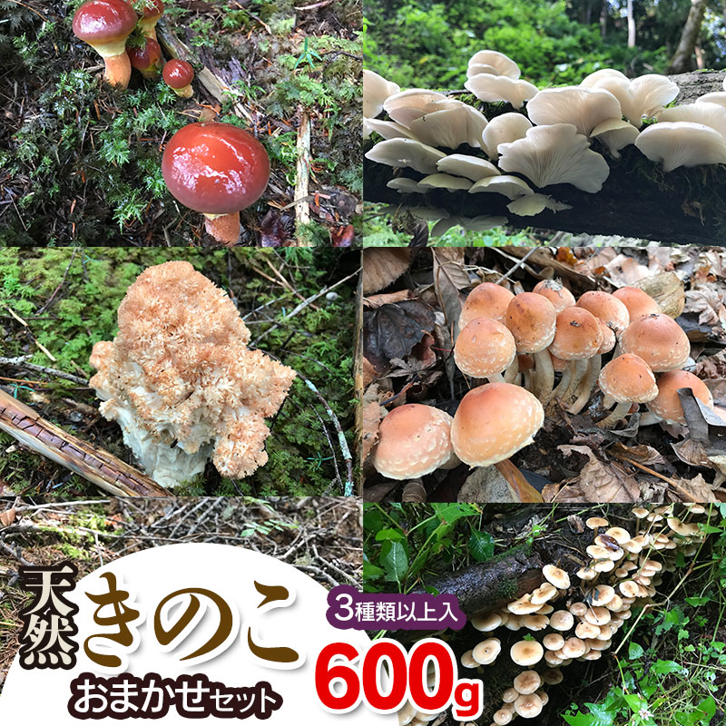 【ふるさと納税】【令和8年産先行予約】天然きのこ おまかせセット（3種類以上）600g【発送時期：8月1日～11月30日頃】 きのこ わかば屋　2026年