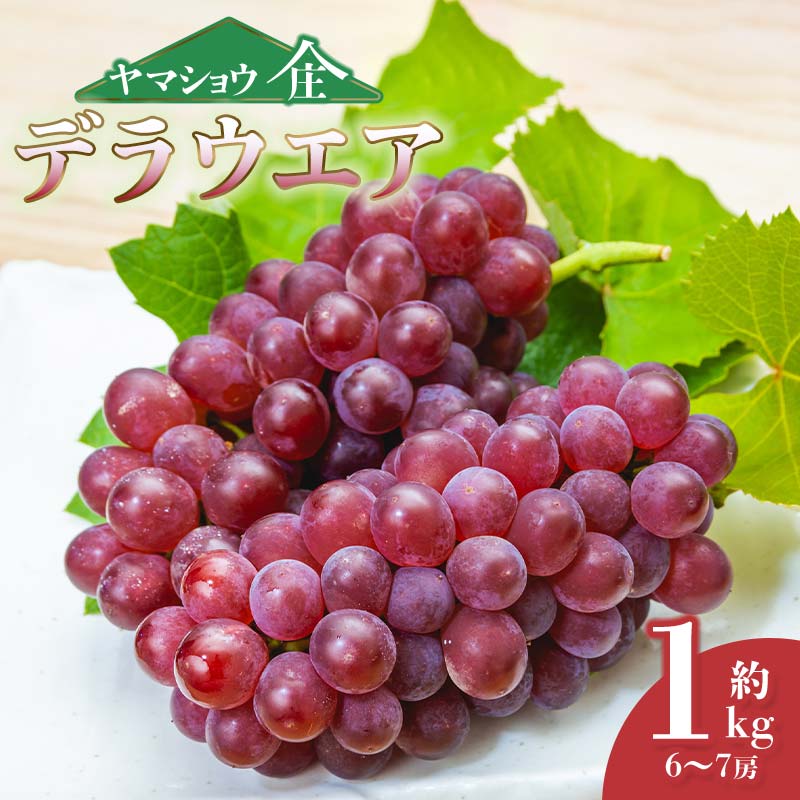 【ふるさと納税】【令和7年産先行予約】デラウェア 約1kg（6～7房）山形県鶴岡市産 ぶどう 葡萄　ヤマショウ