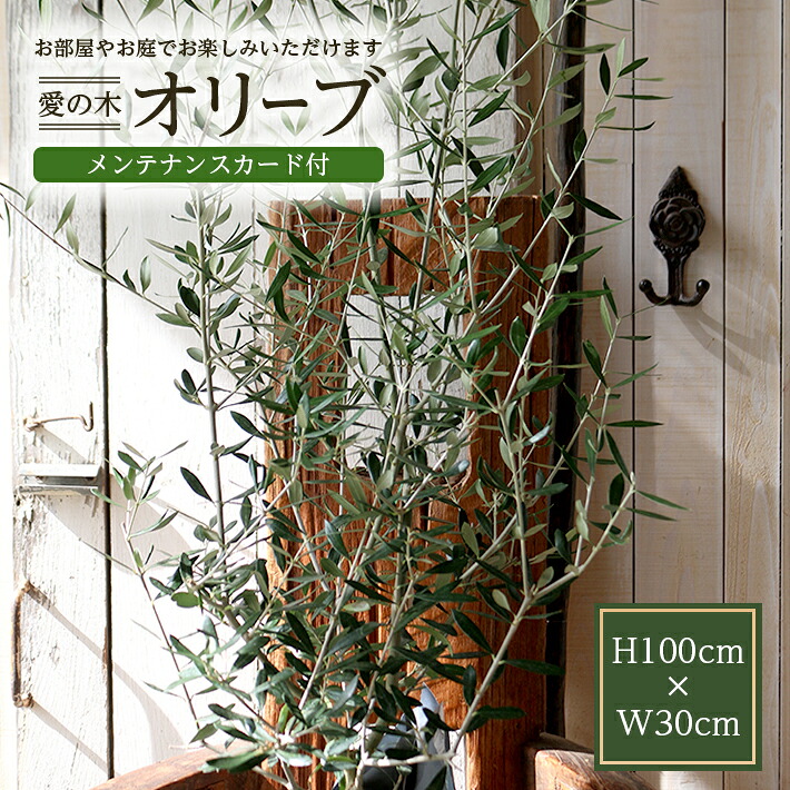 【ふるさと納税】愛の木 「オリーブ」 I LOVE 約高さ100cm&times;幅30cm メンテナンスカード付 オリーブ 観葉植物 鉢植え LotusGarden｜山形県酒田市