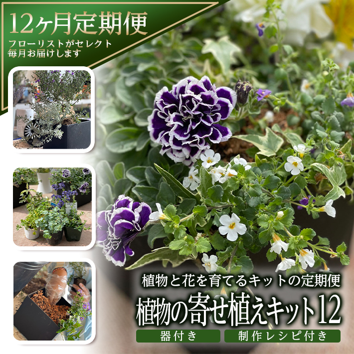 ふるさと納税 年12回定期便 植物と花を育てるキットの定期便 植物の寄せ植えキット スクエア12 お申込み日の翌月から毎月12回お届け 着日指定不可 東北 山形県 酒田市 12ヶ月連続定期便 玄関 室内 リビング キッチン 自宅 職場 インテリア 器付き レシピ付き