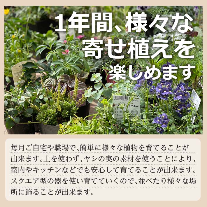 ふるさと納税 年12回定期便 植物と花を育てるキットの定期便 植物の寄せ植えキット スクエア12 お申込み日の翌月から毎月12回お届け 着日指定不可 東北 山形県 酒田市 12ヶ月連続定期便 玄関 室内 リビング キッチン 自宅 職場 インテリア 器付き レシピ付き