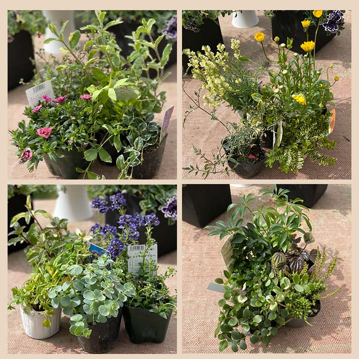 ふるさと納税 年12回定期便 植物と花を育てるキットの定期便 植物の寄せ植えキット スクエア12 お申込み日の翌月から毎月12回お届け 着日指定不可 東北 山形県 酒田市 12ヶ月連続定期便 玄関 室内 リビング キッチン 自宅 職場 インテリア 器付き レシピ付き