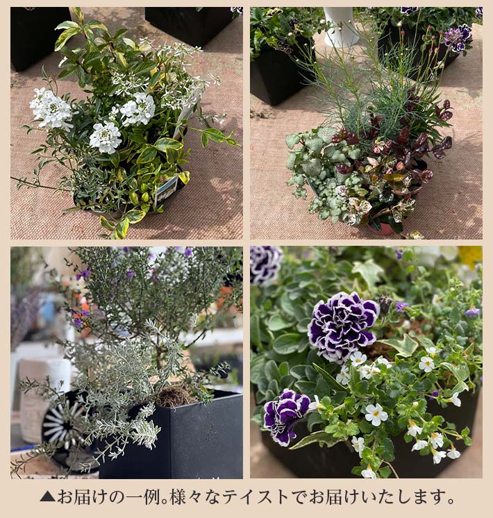 ふるさと納税 年12回定期便 植物と花を育てるキットの定期便 植物の寄せ植えキット スクエア12 お申込み日の翌月から毎月12回お届け 着日指定不可 東北 山形県 酒田市 12ヶ月連続定期便 玄関 室内 リビング キッチン 自宅 職場 インテリア 器付き レシピ付き