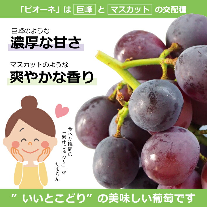 激安通販新作 種なし ピオーネ 3房 2kg以上 庄内産 9月上旬〜9月下旬頃お届け 冷蔵便 ※着日指定 離島発送不可 葡萄 ぶどう ブドウ 東北  山形県 酒田市 庄内 果物 フルーツ 旬 秋 fucoa.cl