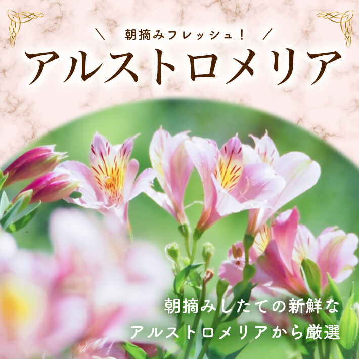 サービス アルストロメリアの花束 30本入 白 ピンク 赤 3色 各10本 水入りバスケット入り 株 はなはなの花束 着日指定不可 沖縄及び離島発送不可 花束 切り花 お花 植物 フラワー 朝摘み 新鮮 東北 山形県 酒田市 庄内 はなはな Fucoa Cl