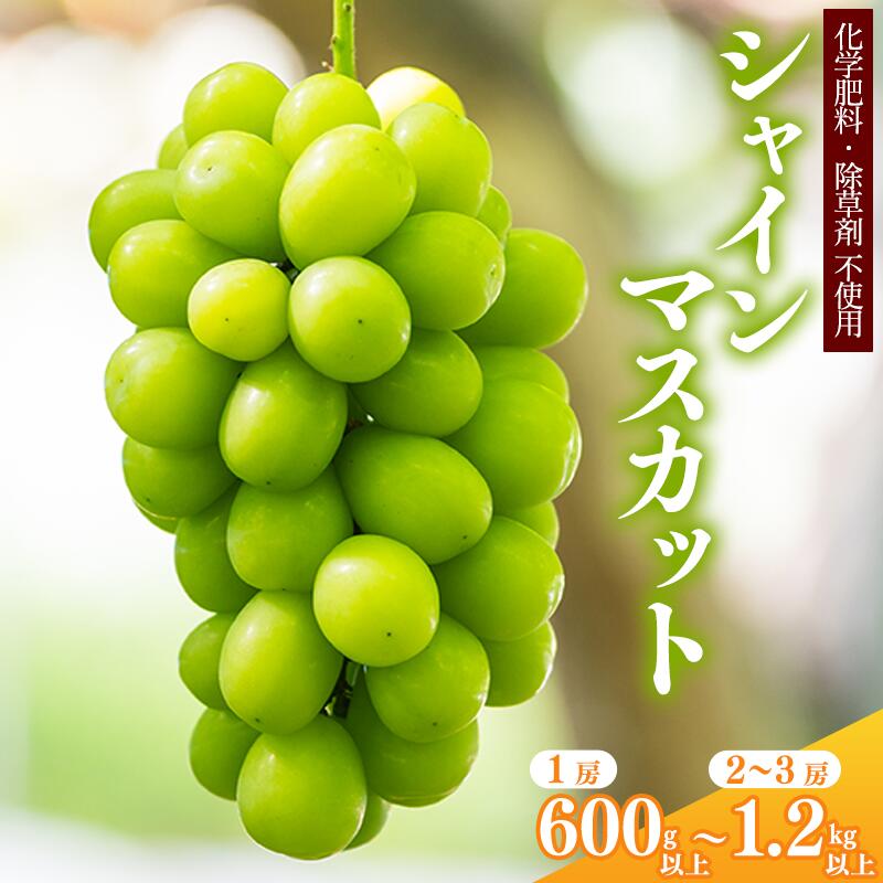 【ふるさと納税】＜厳選＞ 選べる！ シャインマスカット 600g 以上 ～ 1.2kg 以上 ＜安全安心の栽培＞【2025年9月上旬頃～10月上旬頃発送予定】山形県産 2025年産 <br>／ 甘い ぶどう ブドウ 種なし 葡萄 果物 フルーツ お取り寄せ 特産 産地直送 新鮮 東北 令和7年