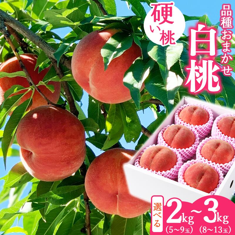 【ふるさと納税】 選べる！有機肥料栽培 硬めの 白桃 2kg ～ 3kg 秀品 品種おまかせ 山形産 【2025年8月下旬頃～10月上旬頃発送予定】／ 果物 フルーツ お取り寄せ 産地直送 東北 山形 2025年産 令和7年産 2キロ 3キロ 2gk 3kg ふるさと納税 桃