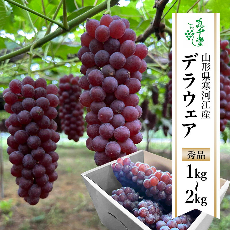 【ふるさと納税】【選べる！1kg～2kg】ぶどう「デラウェア」種なし 秀品 L～2Lサイズ 【2025年7月下旬頃～8月中旬頃発送予定】<br>／ 2025年産 令和7年産 果物 フルーツ 葡萄 グレープ 産地直送 新鮮 デラウエア 山形県産