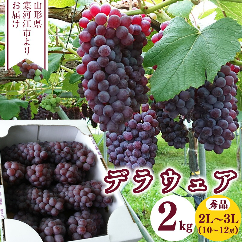 【ふるさと納税】種なし ぶどう「デラウェア」2kg 秀品 2L～3Lサイズ（10～12房） <br>／ 果物 フルーツ 葡萄 グレープ 産地直送 新鮮 夏 デラウエア 2キロ 道の駅 チェリーランド 2025年産 令和7年産 山形県産 人気 送料無料 数量限定
