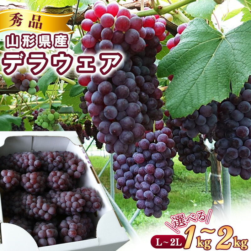 【ふるさと納税】《先行予約》 令和8年産 種なし ぶどう デラウェア 秀品 選べる 1kg - 2kg (L - 2Lサイズ) 山形県産【2026年7月下旬頃から8月上旬頃発送予定】 ※配送不可 沖縄・離島 果物 フルーツ 産地直送 新鮮 デラウエア 人気 １キロ ２キロ 送料無料 数量限定