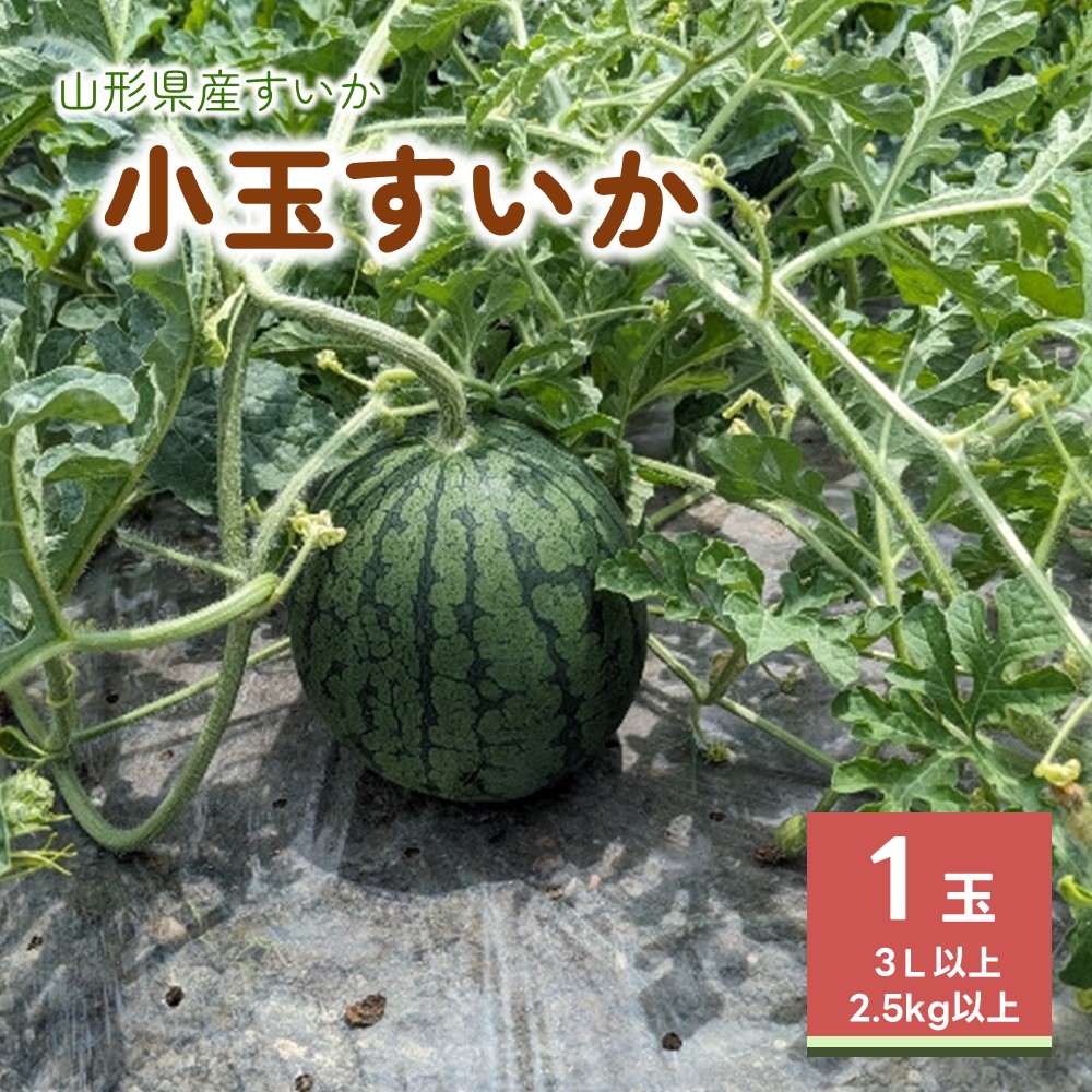 【ふるさと納税】小玉すいか ( ひとりじめBONBON ) 1玉 山形県 上山市 0011-2502