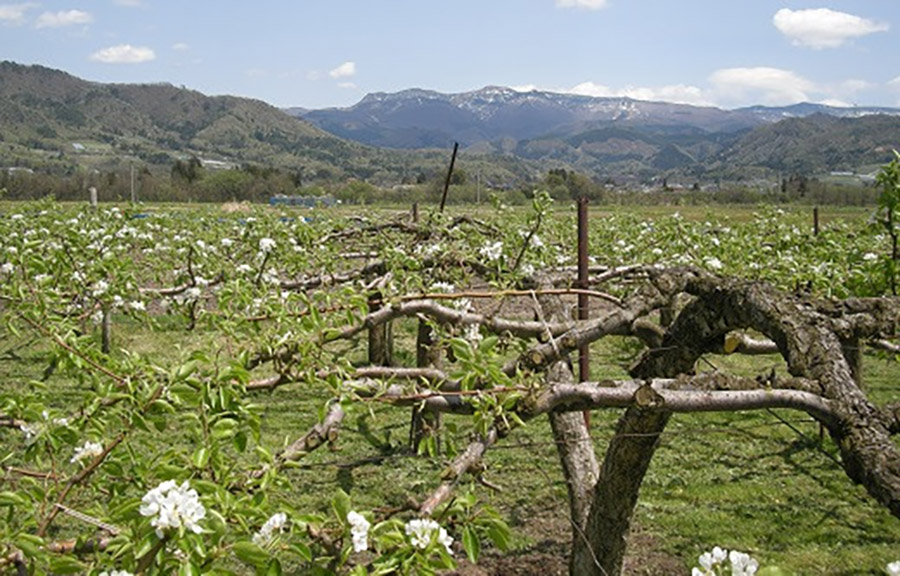 ディスカウント 西洋梨 ラ フランス 6kg 0025 2214 Www Dexion Com Au