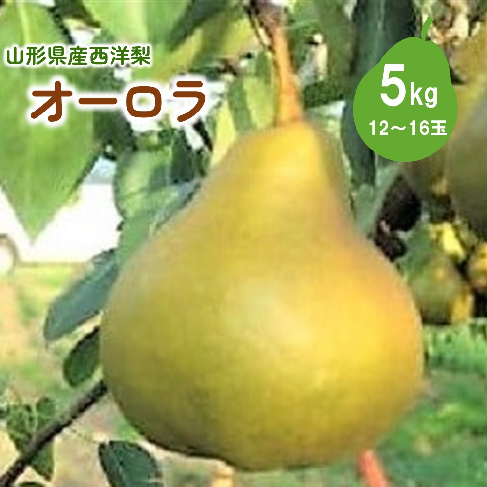 【ふるさと納税】西洋梨 (オーロラ) 5kg 12～16玉 特秀品 洋なし 洋梨 フルーツ くだもの 果物 産地直送 お取り寄せ 送料無料 東北 山形県 上山市 0060-2511