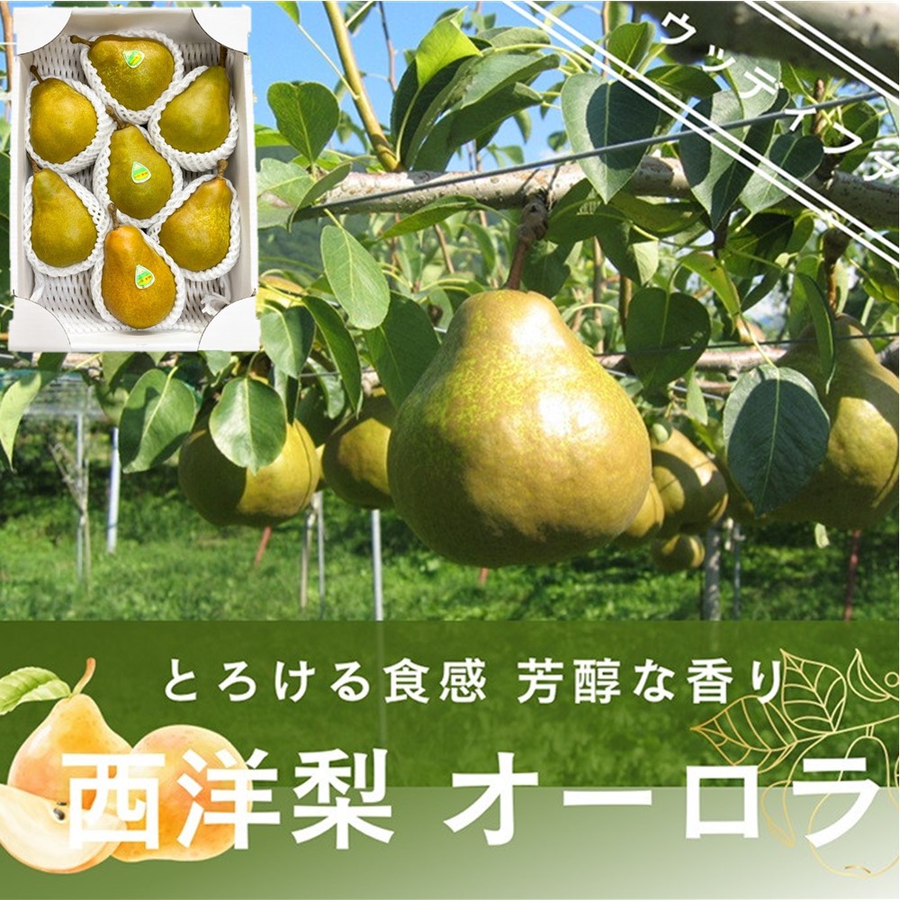 【ふるさと納税】西洋梨 ( オーロラ )3kg 7玉 5L~6L 特秀品 洋なし フルーツ 山形県 上山市 0062-2503