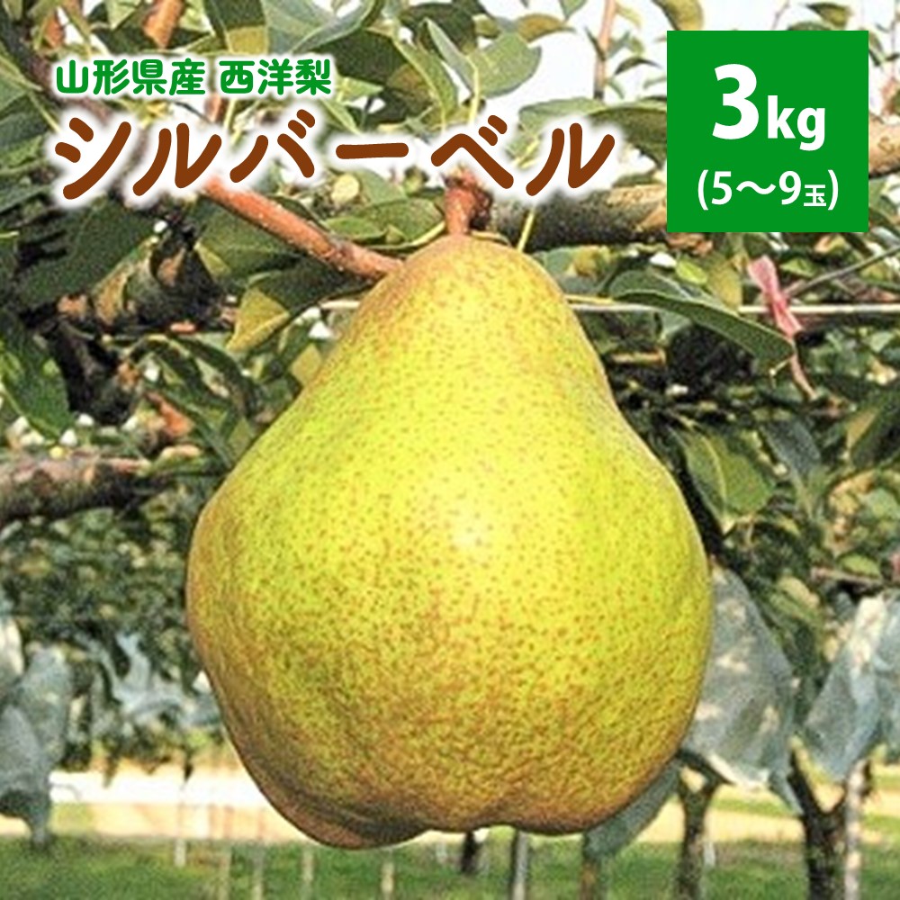 【ふるさと納税】西洋梨（シルバーベル）3kg ご家庭用 フルーツ 洋なし 山形県 上山市 0062-2506