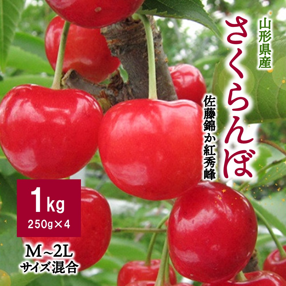【ふるさと納税】さくらんぼ（佐藤錦か紅秀峰）1kg ご家庭用 果物 フルーツ 山形県 上山市 0062-2501
