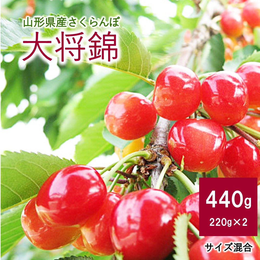 【ふるさと納税】さくらんぼ 大将錦 220g × 2パック ご家庭用 フルーツ 果物 一人暮らし 少人数 お取り寄せ 冷蔵配送 東北 山形県 上山市 0075-2502
