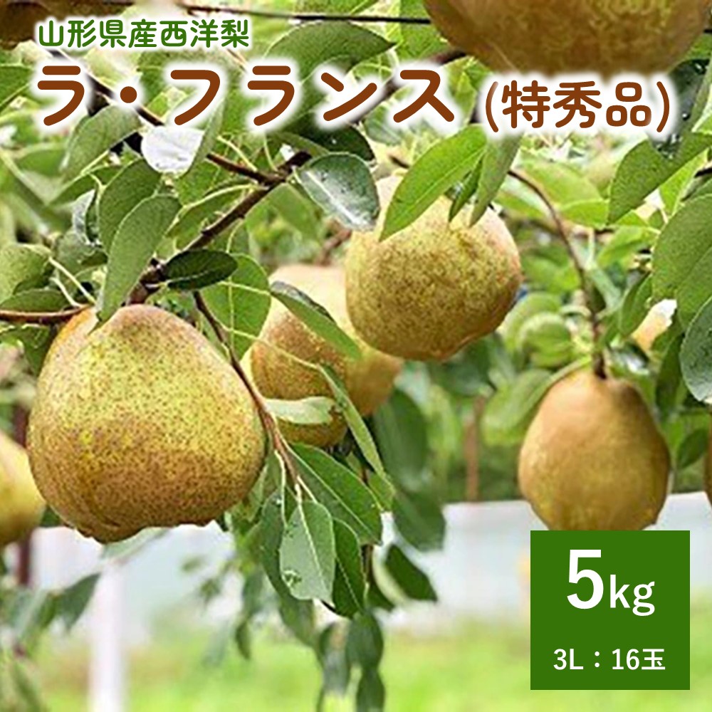 【ふるさと納税】西洋梨 ラ・フランス 5kg 16玉 特秀品 3L サイズ 果物 フルーツ 産地直送 山形 お取り寄せ 送料無料 山形県 上山市 0079-2519