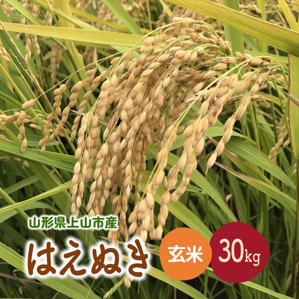 【ふるさと納税】【2026年11月～発送】令和8年産 はえぬき （ 玄米 ） 30kg 米 山形 産地直送 お取り寄せ 送料無料 山形県 上山市 0079-2631｜山形県上山市