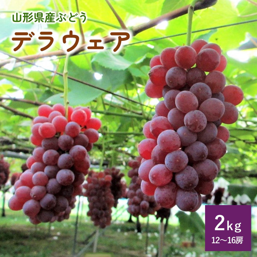 【ふるさと納税】 ぶどう ( デラウェア )  2kg 12～16房 フルーツ 果物 お取り寄せグルメ 送料無料 東北 山形県 上山市 0085-2501