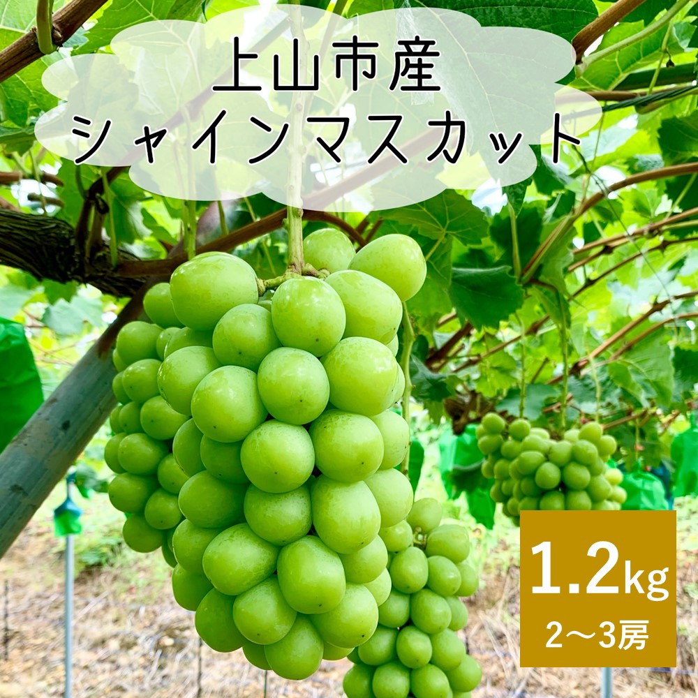 【ふるさと納税】 ぶどう ( シャインマスカット ) 2～3房 合計 1.2kg 種なし 大粒 葡萄 ブドウ 果物 フルーツ 山形県 上山市 0120-2502