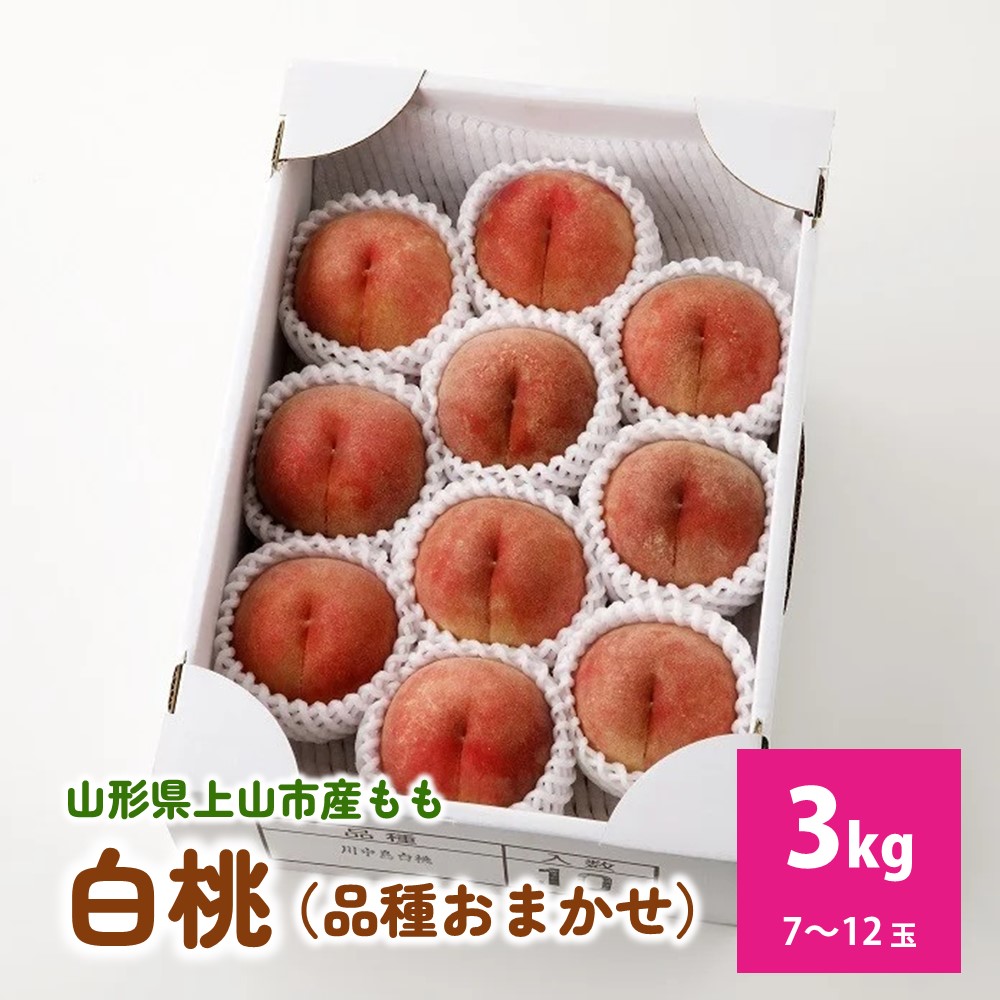 【ふるさと納税】山形県上山市産 白桃 ( 品種おまかせ ) 3kg 川中島・さくら・美晴のいずれか1品種 フルーツ 果物 0136-2501