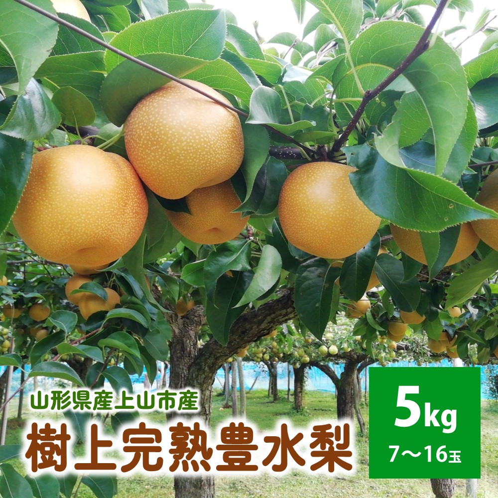 【ふるさと納税】【樹上完熟】 和梨 「 豊水 」 5kg 7～16玉 (直送便) 果物 フルーツ 和なし お取り寄せ 山形 産地直送 送料無料 山形県 上山市 0148-2504