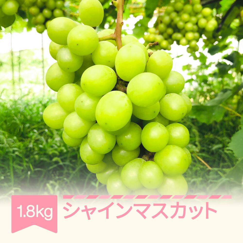 【ふるさと納税】【先行予約】 2026年産 シャインマスカット 約1.8kg 山形県産 フルーツ 果物 くだもの ぶどう 葡萄 ブドウ 送料無料 ※沖縄・離島への配送不可 fh-busmx1800｜山形県村山市