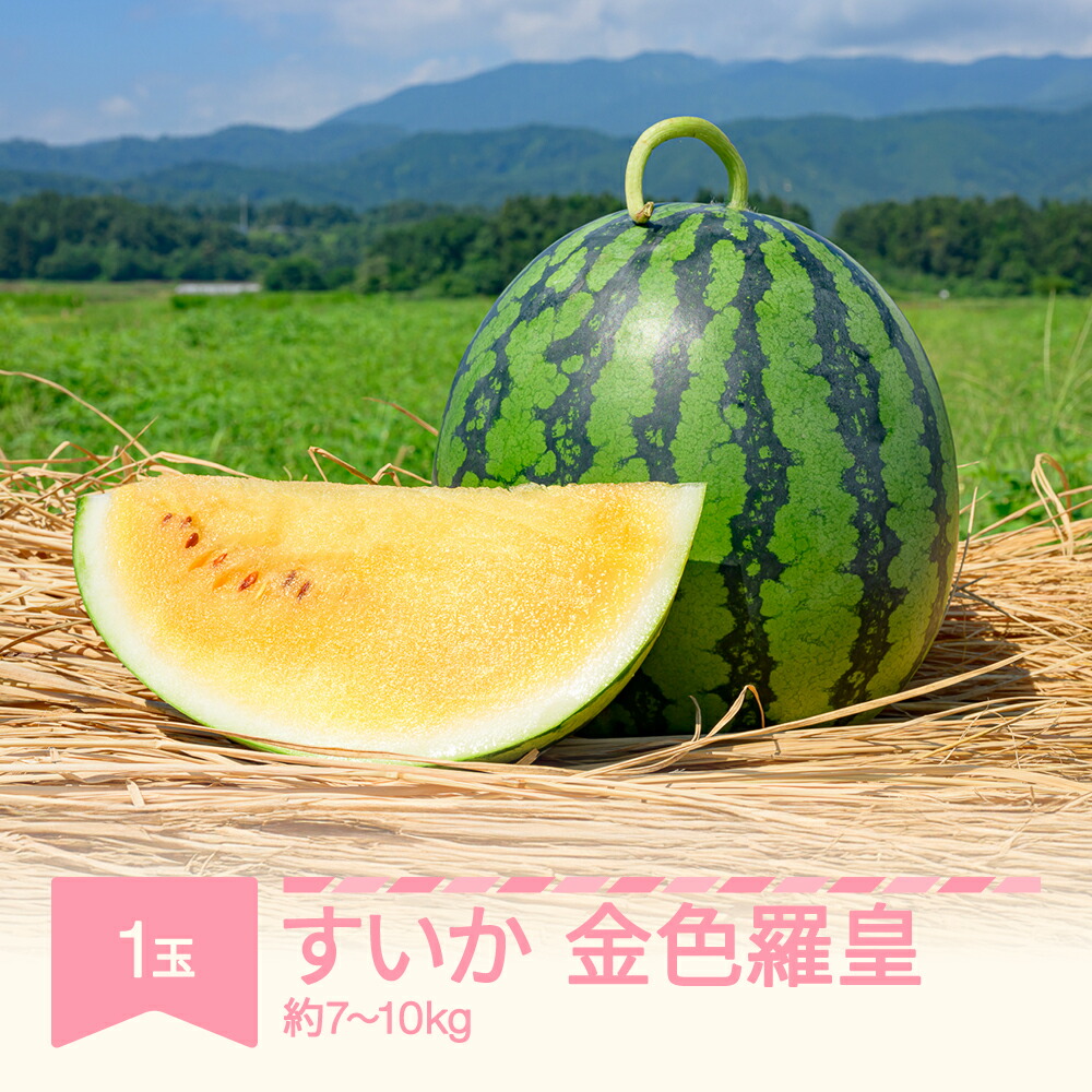 【ふるさと納税】【先行予約】 すいか 金色羅皇（7~10kg) 秀品 1玉 令和8年産 2026年産 スイカ 果物 送料無料 ※沖縄・離島への配送不可 no-sukrx7