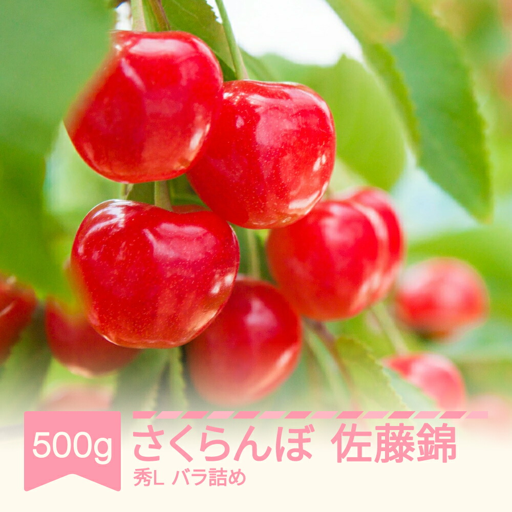 【ふるさと納税】先行予約 さくらんぼ 佐藤錦 秀Lサイズ バラ詰め 500g  2025年産 令和7年産 山形県産 果物 サクランボ ns-snslb500 送料無料  ※沖縄・離島への配送不可