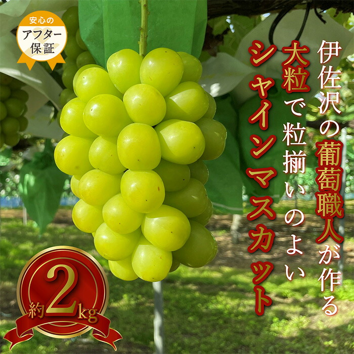 【ふるさと納税】＼アフター保証対象品／ 大粒 大房 シャインマスカット 秀品 約 2kg 2～5房 伊佐沢のぶどう職人が作る 山形 の 人気 フルーツ 種なし 葡萄 【2025年9月～10月発送分先行受付】 先行予約 シャインマスカット マスカット ふるさと納税 ぶどう H141(R7)