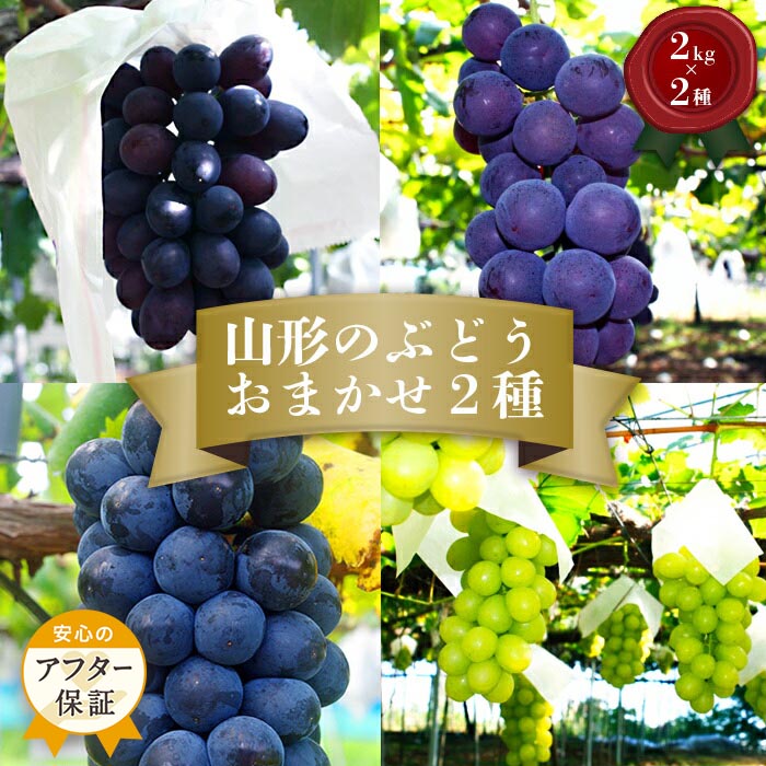 【ふるさと納税】＼アフター保証対象品／ 山形 ぶどう 秀品 4kg 品種おまかせ  【2025年9月～10月発送分先行受付】 先行予約 山形 ピオーネ マスカット 等から 約2kg×2種をお届け 食べ比べ 詰め合わせ フルーツ 果物 ふるさと ランキング 人気 令和7年 2025年 H056(R7)