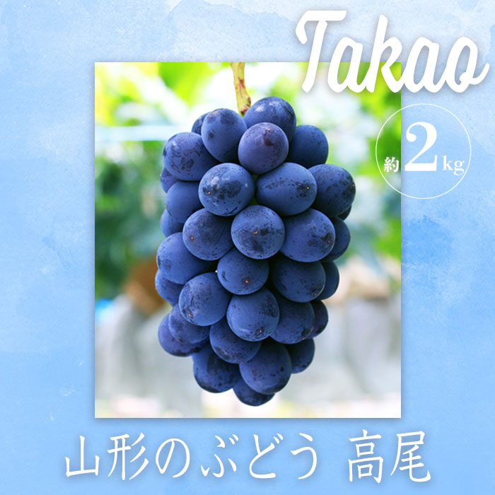 【ふるさと納税】＼高評価★4.3以上 希少品種／ ぶどう 高尾 秀品 約 2kg 巨峰 を改良 山形 の 人気 フルーツ【2025年8月～10月発送分先行受付】 先行予約 ふるさと納税 ぶどう ジューシーな 種なし 葡萄 果物 ふるさと ランキング 令和7年 2025年 H058(R7)