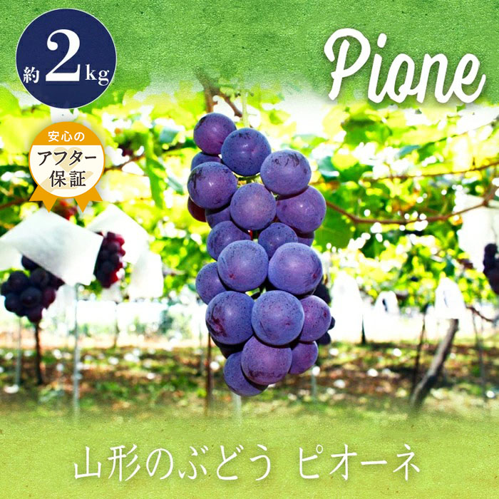 【ふるさと納税】ピオーネ 秀品 大粒 約 2kg 3～5房 山形 の 人気 種無し 葡萄 【2025年9月～10月発送分先行受付】 先行予約 ふるさと納税 ぶどう ふるさと納税 ピオーネ フルーツ 果物 ふるさと ランキング 令和7年 2025年 H059(R7)