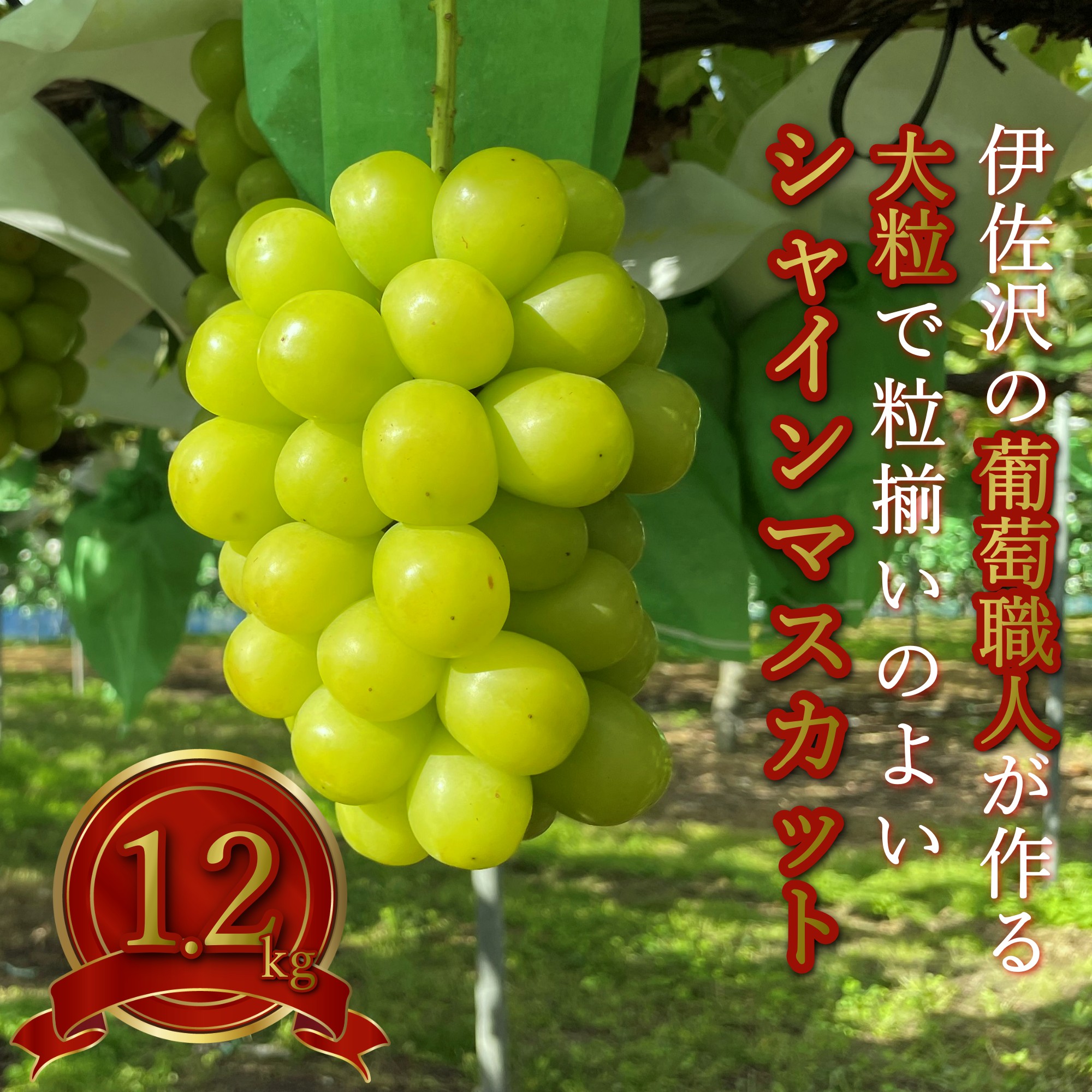 【ふるさと納税】＼アフター保証対象品／ 伊佐沢のぶどう職人が作る 人気 の 高級 種なし シャインマスカット 約 1.2kg（2房）【令和7年（2025年）9～10月発送】H203(R7)