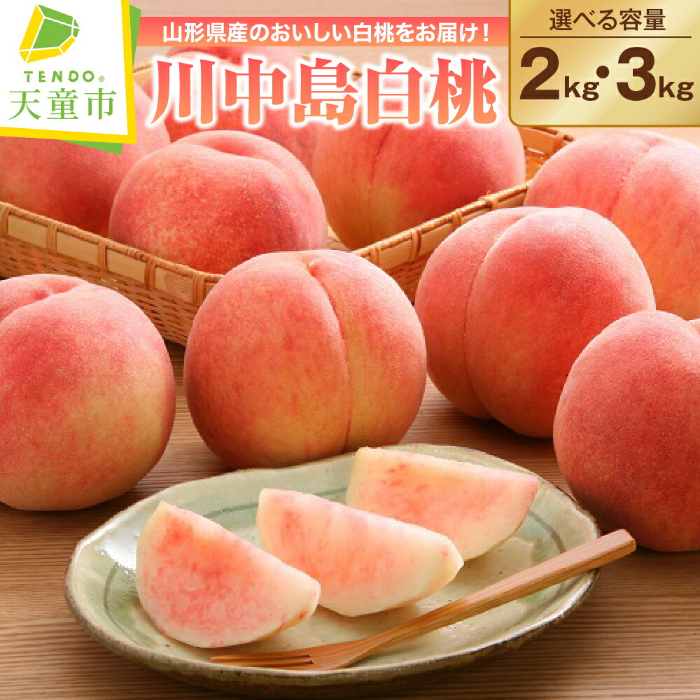【ふるさと納税】もも ( 川中島白桃 ) 2kg / 3kg 令和8年産 先行予約 2026年 山形県産 桃 白桃 果物 フルーツ 秀品 のし 贈答 ギフト おすそ分け 期間限定 冷蔵便 送料無料 産地直送 お取り寄せ 【 山形県 天童市 】|山形県天童市