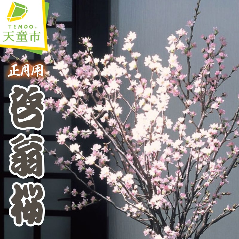 お中元にもおすすめ！2026夏差し上げ物特集