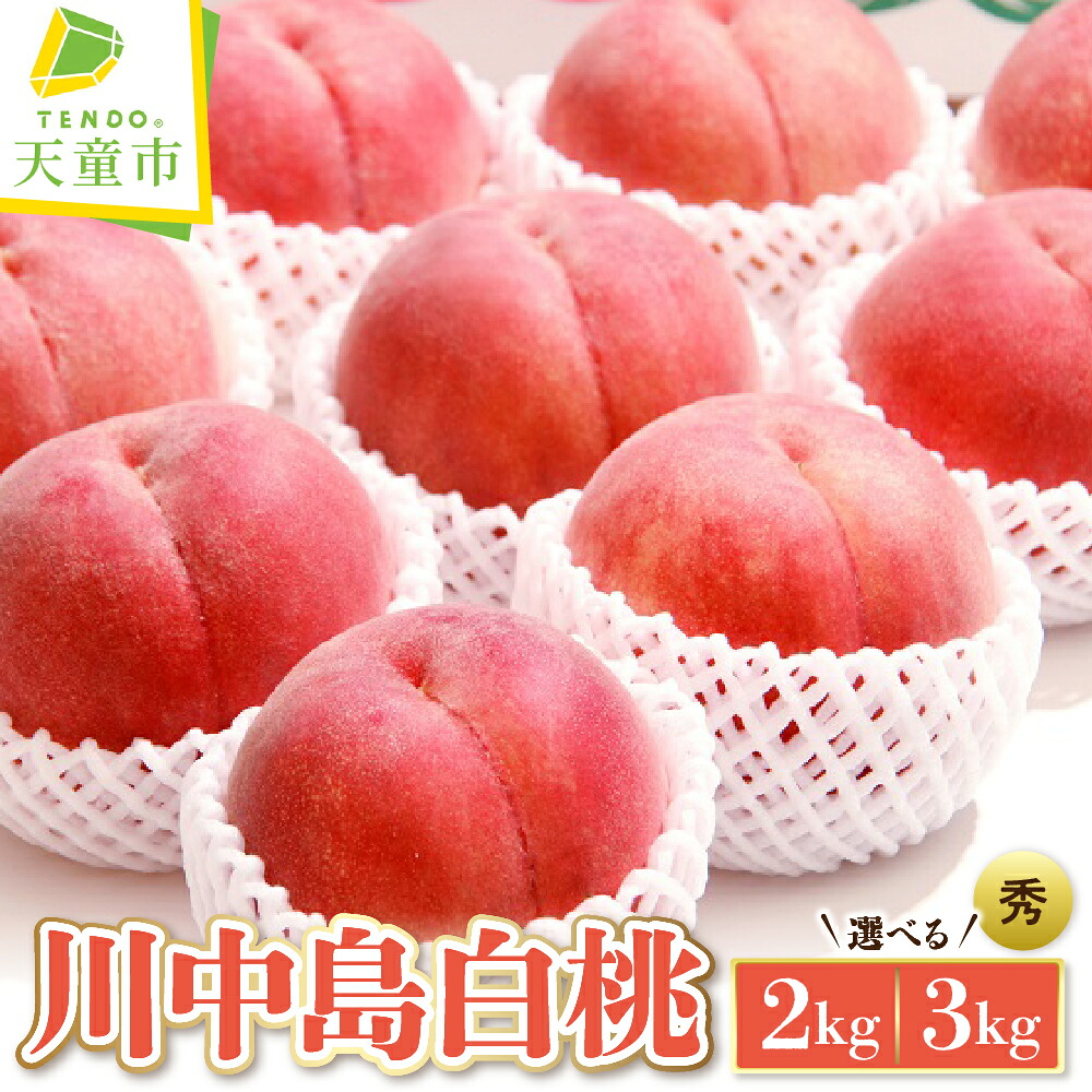 【ふるさと納税】もも ( 川中島白桃 ) 選べる 2kg / 3kg 秀品 令和8年産 先行予約 2026年 山形県産 桃 白桃 果物 フルーツ のし 贈答 ギフト おすそ分け 期間限定 常温便 または 冷蔵便 送料無料 【 山形県 天童市 】｜山形県天童市