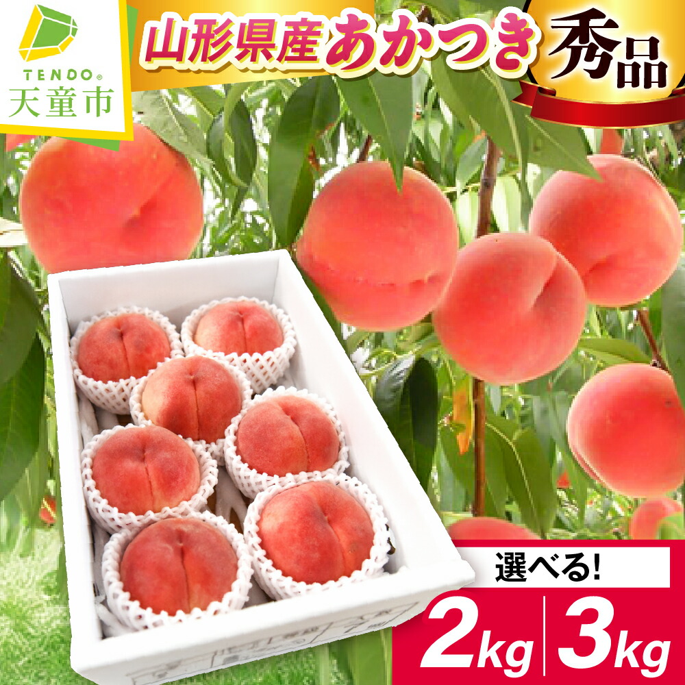 【ふるさと納税】 もも ( あかつき ) 選べる 2kg / 3kg 秀品 大玉 糖度13度以上 令和8年産 先行予約 2026年 山形県産 桃 白桃 果物 フルーツ 贈答 ギフト おすそ分け 期間限定 冷蔵便 送料無料 【 山形県 天童市 】|山形県天童市